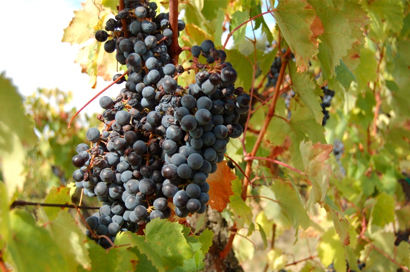 http://www.florencewinemerchants.com/images/grapes.jpg