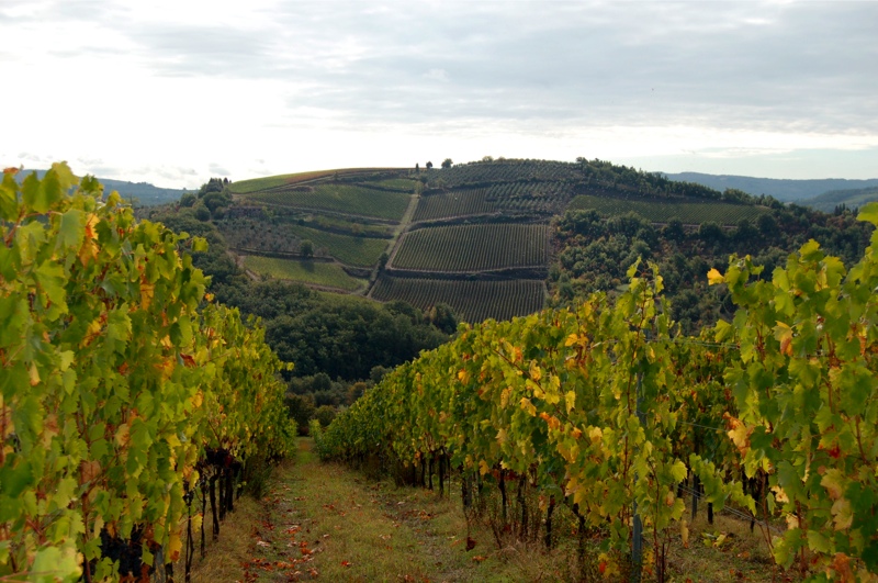 http://www.florencewinemerchants.com/images/the-vineyard.jpg