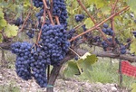 sangiovese-clusters.jpg