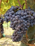 sangiovese-on-the-vine.jpg